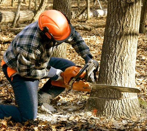 Tree Removal in Trego, WI
